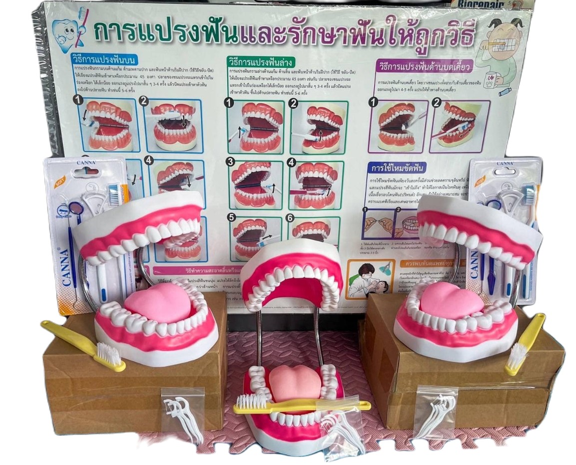 โมเดลสอนแปรงฟัน พร้อมแปรง